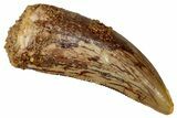 Serrated, Theropod (Deltadromeus?) Pre-Max Tooth - Morocco #341238-1